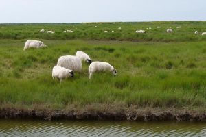 Réserve naturelle Moëze-Oléron