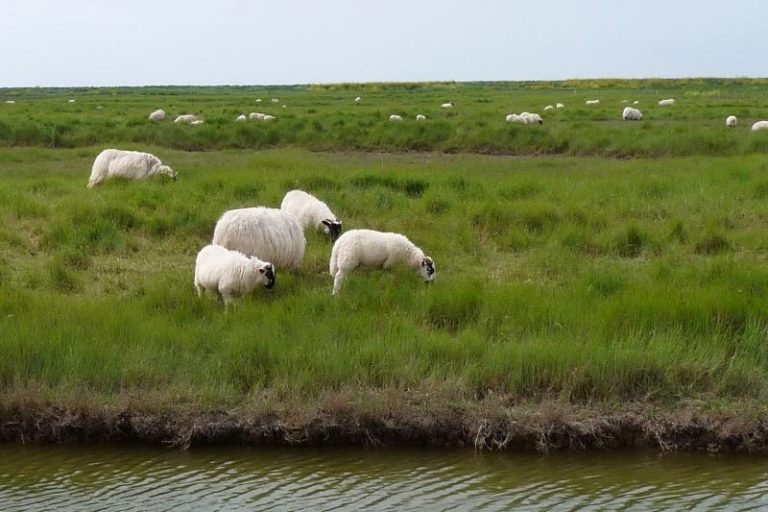 Réserve naturelle Moëze-Oléron
