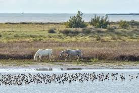 Réserve marais d'Yves