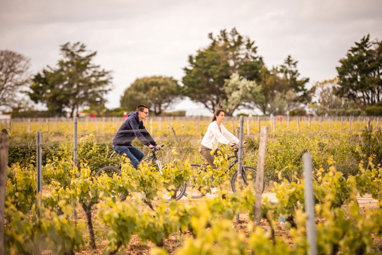 vélo dans les vignes